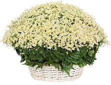 Цветочная композиция из Ромашки в корзине #REPLACE_PRED# Ленинск-Кузнецком